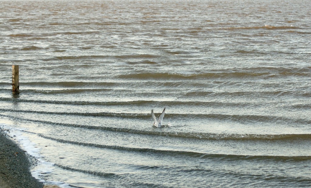 I Predatori Delle Saline :P