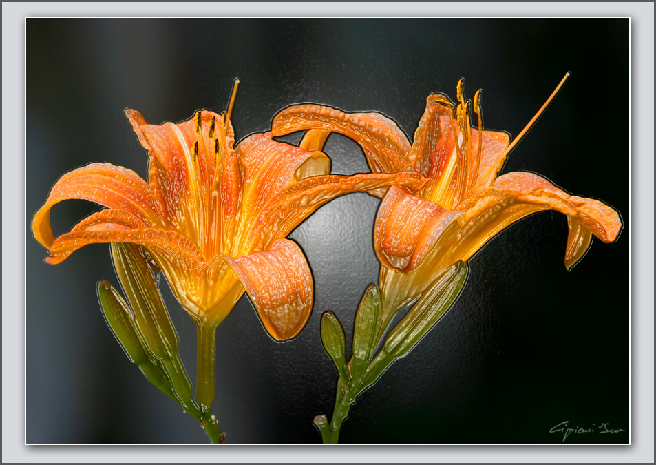 Lilium plastificato.