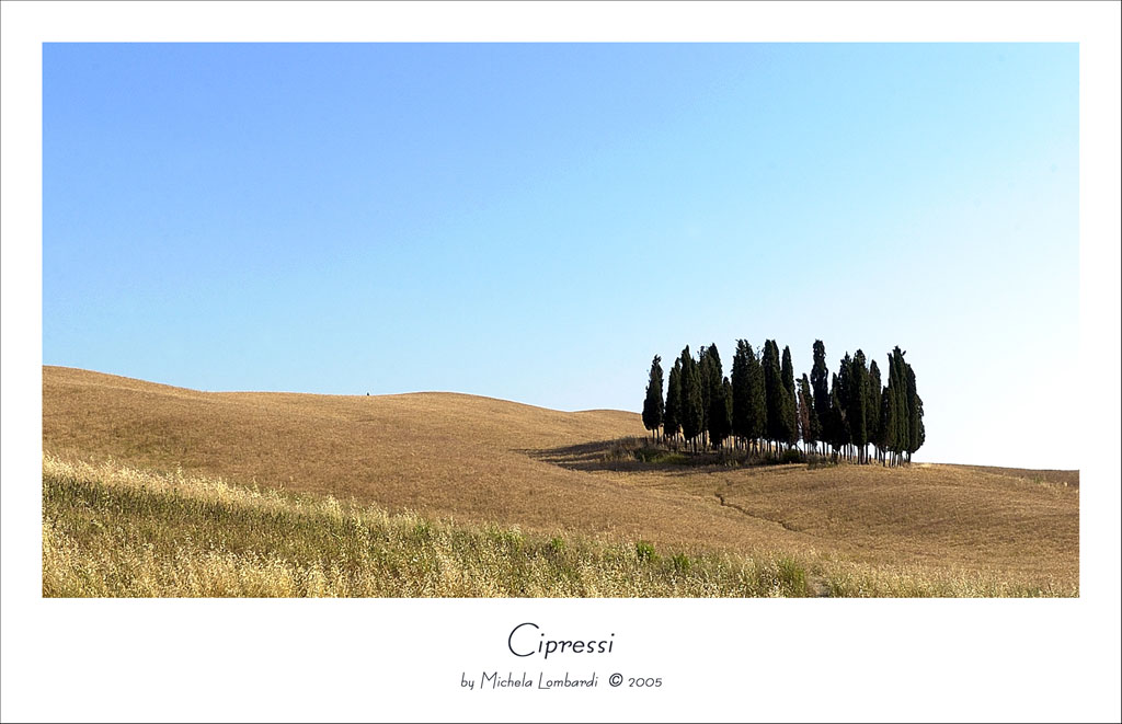 Cipressi