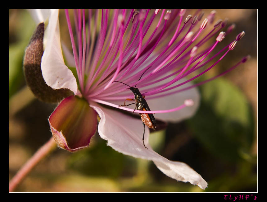 Climbin' up a flower