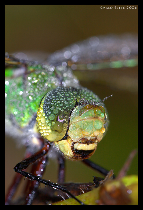 Anax Imperator (incontri ravvicinati 2)