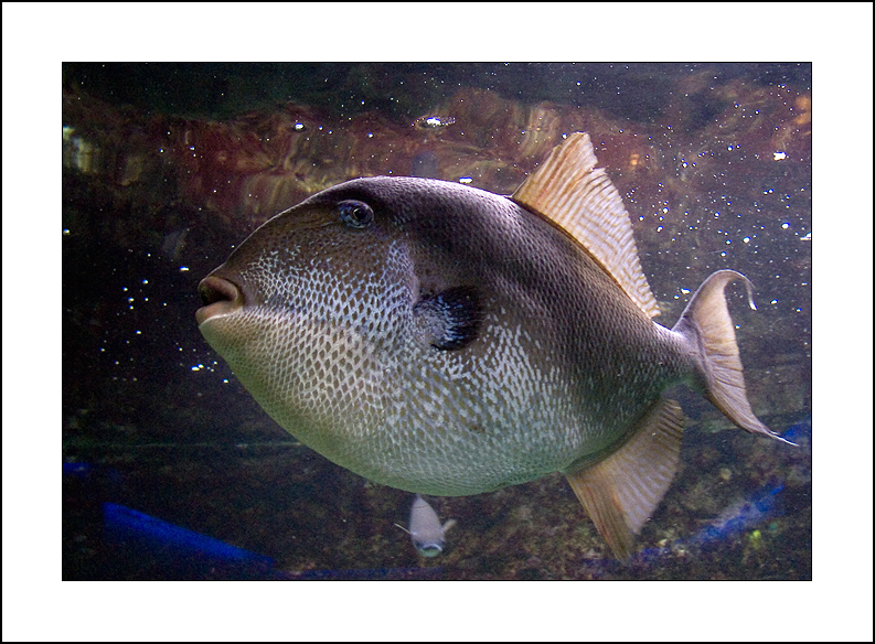 Identificazione Pesce :)