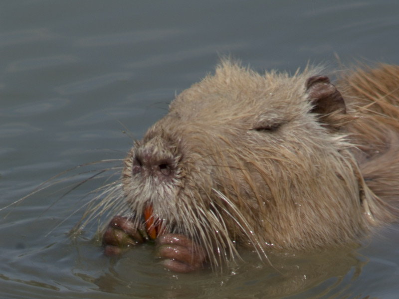 Nutria (castorino)