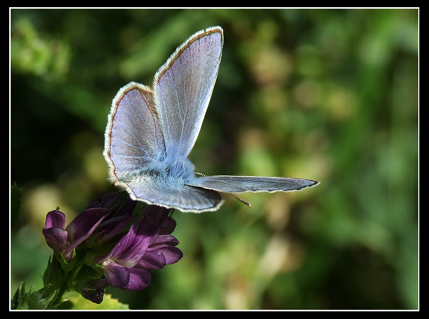Papillion di seta blu