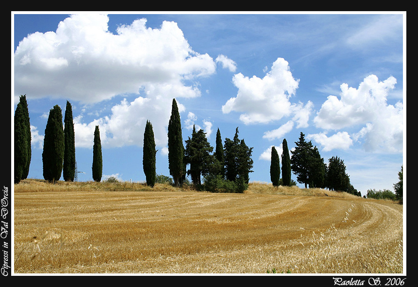 Cipressi in Val D'Orcia