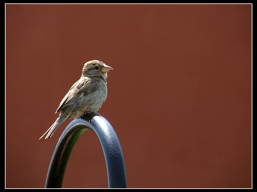 passerotto.... non andare via...