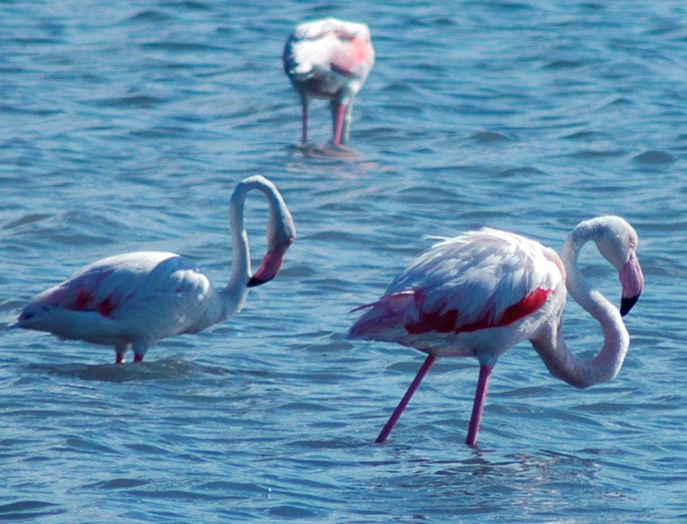 Fenicotteri rosa
