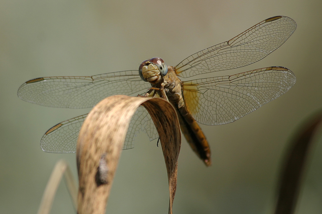 Libellula