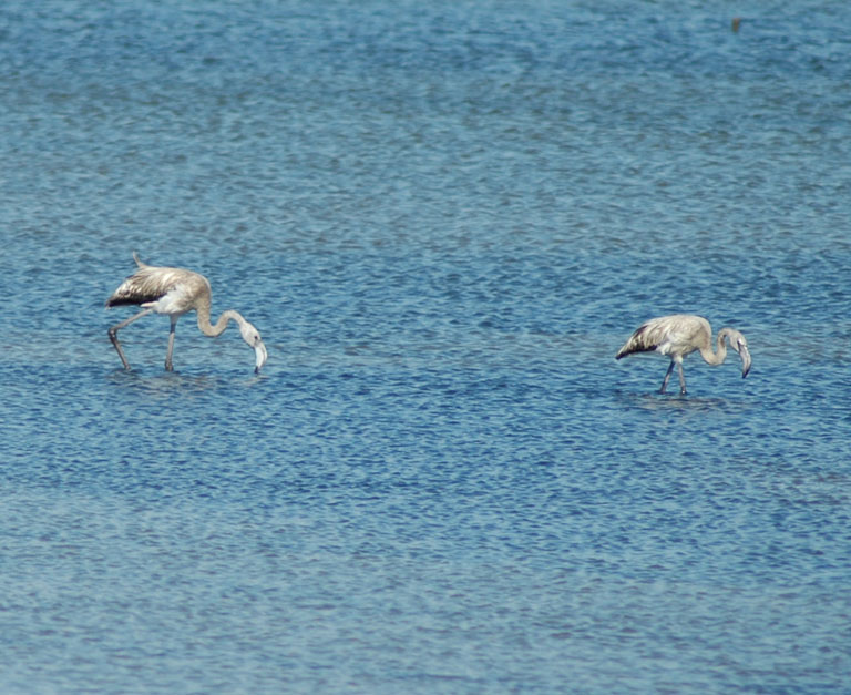 Fenicotteri (piccoli)