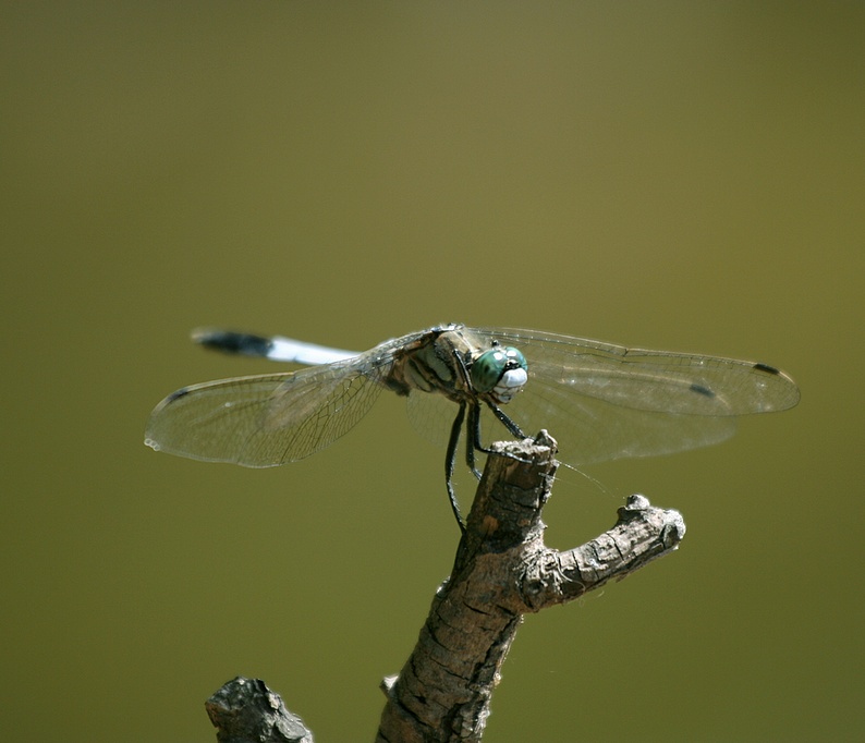 libellula
