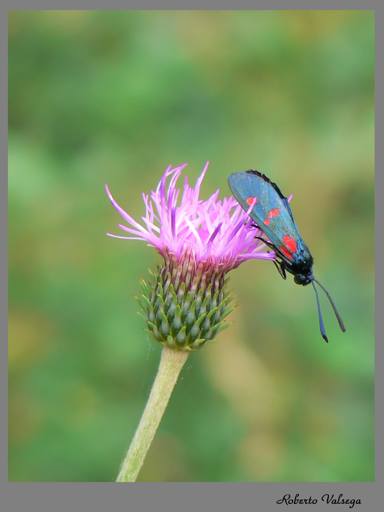 mi butto o non mi butto...