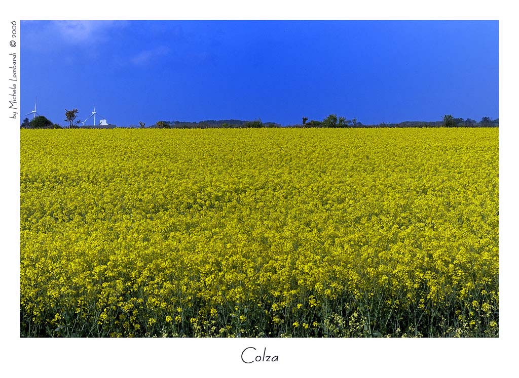 Colza