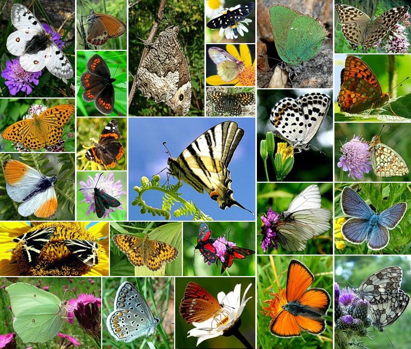 Regine dei cieli alpini.