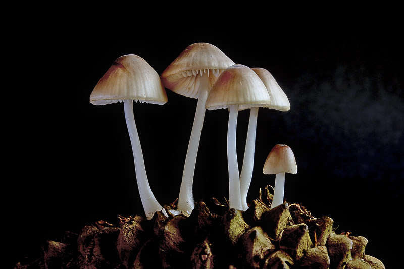 Funghi da studio (2)