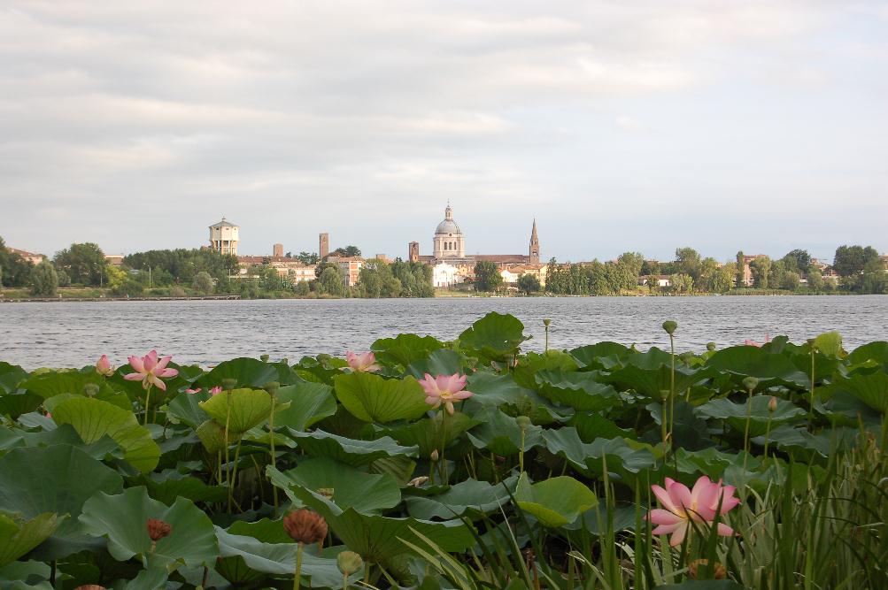 Fior di loto sul lago Superiore a MN