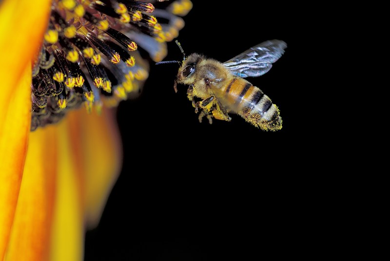 Ape in volo su girasole