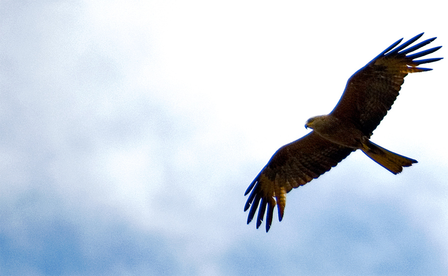 F R E E _che animale �?_