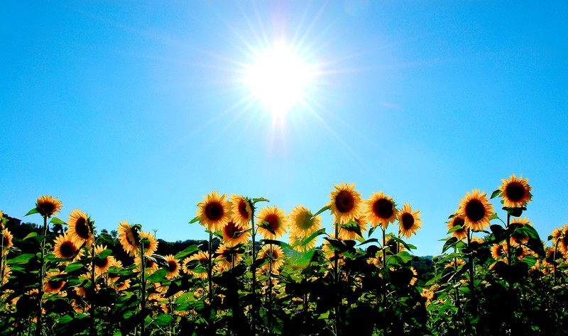 I Girasoli In Controsole