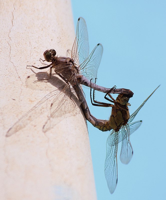 ACCOPPIAMENTO DI LIBELLULE