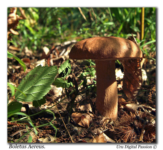 Porcino, boletus reticulatus.