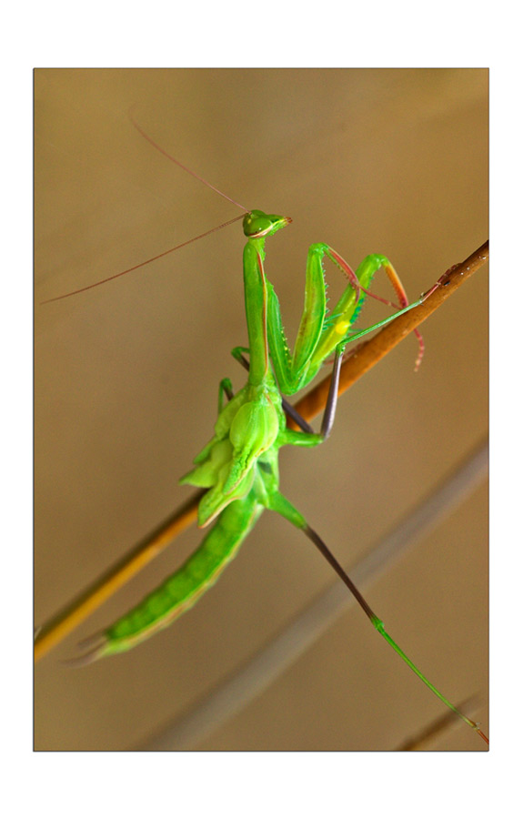 Praying Mantis
