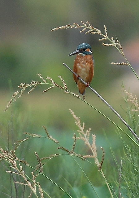 piccola composizione