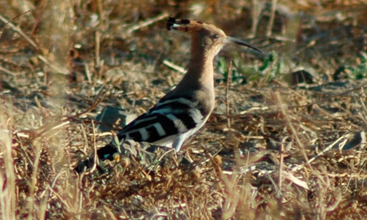 Upupa solitario