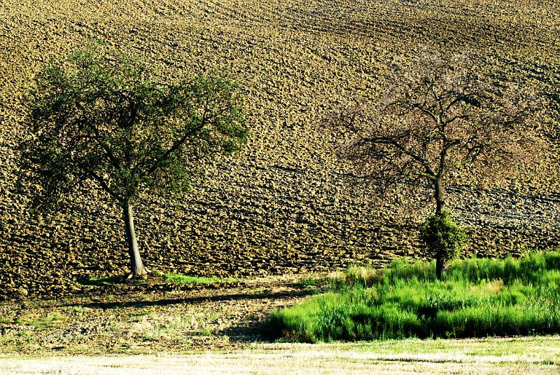 Gemelli diversi e mondi parelleli