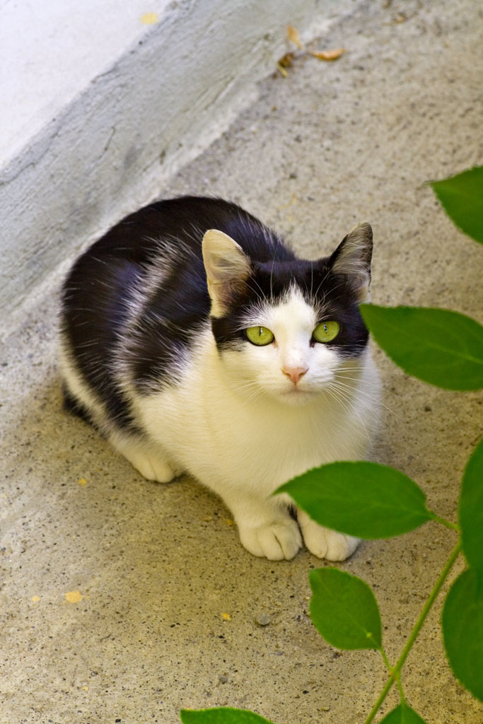 il gattino chiamato Juve