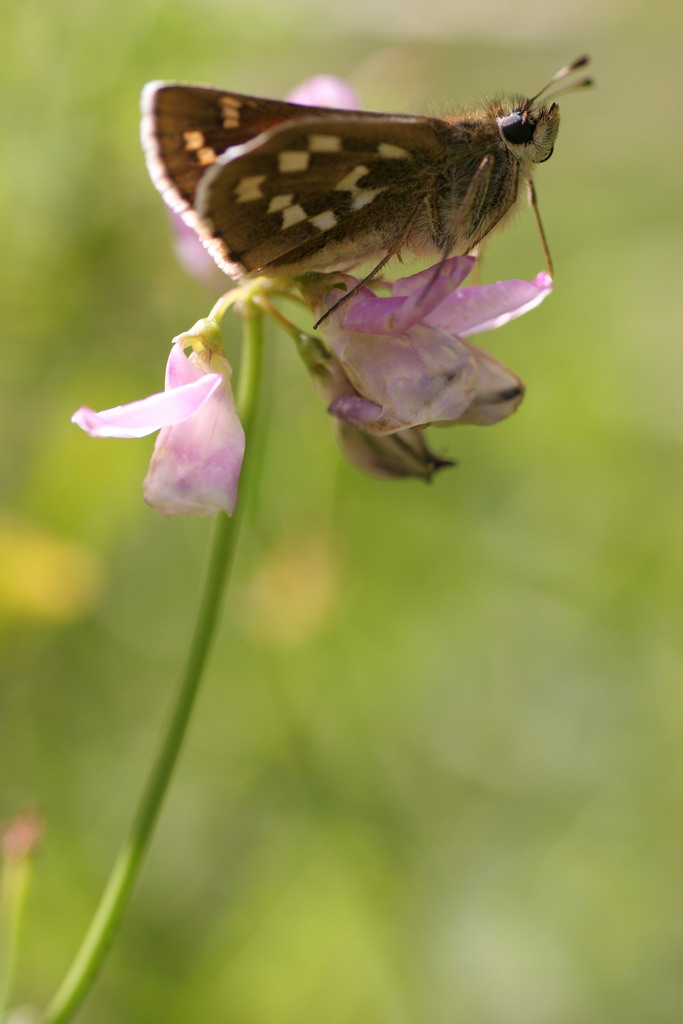 Farfalla.... con il naso all'ins�