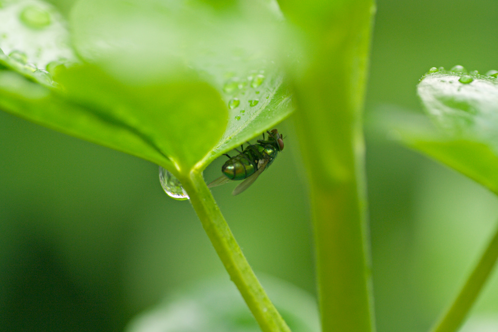 al riparo dalla pioggia