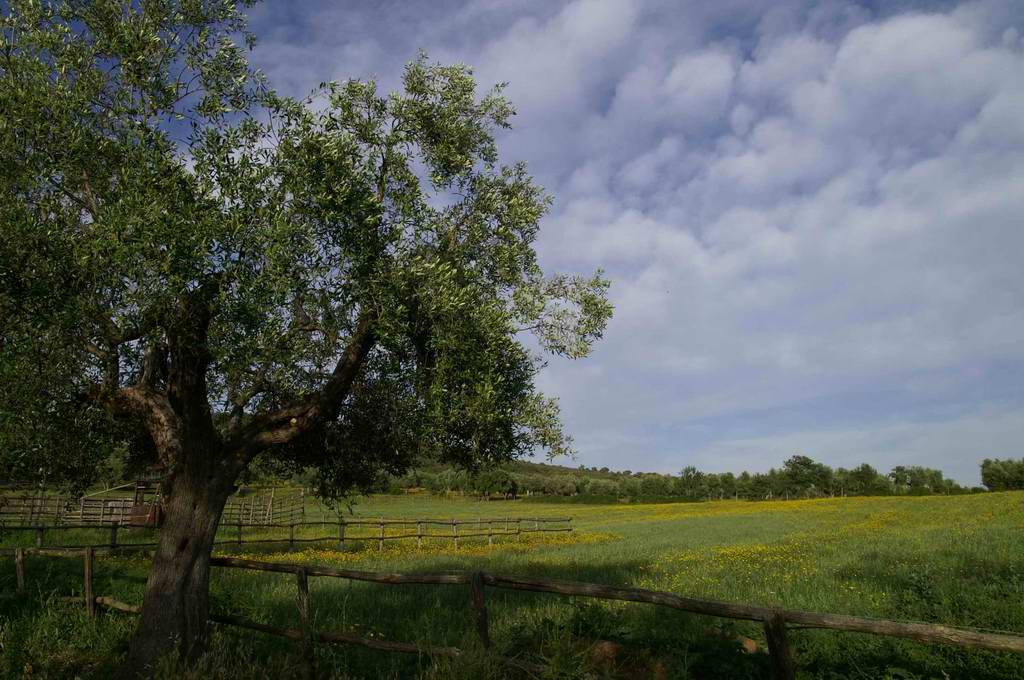 Paesaggio Grossetano