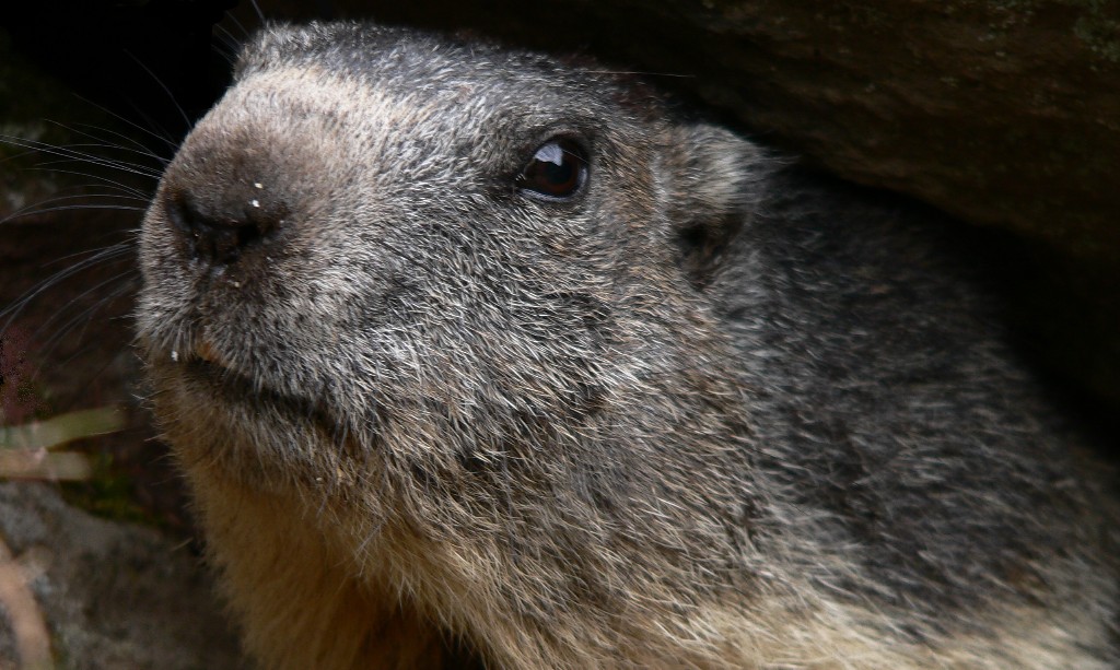 marmotta