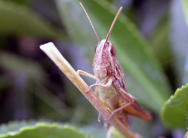 sembra dire....guardate che fisico
