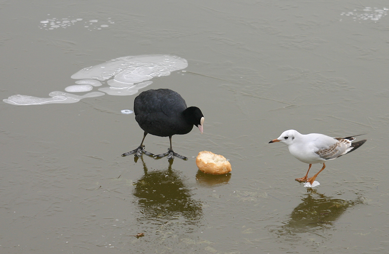 FOTO-FUMETTO COLAZIONE SUL GHIACCIO- FOTO 4