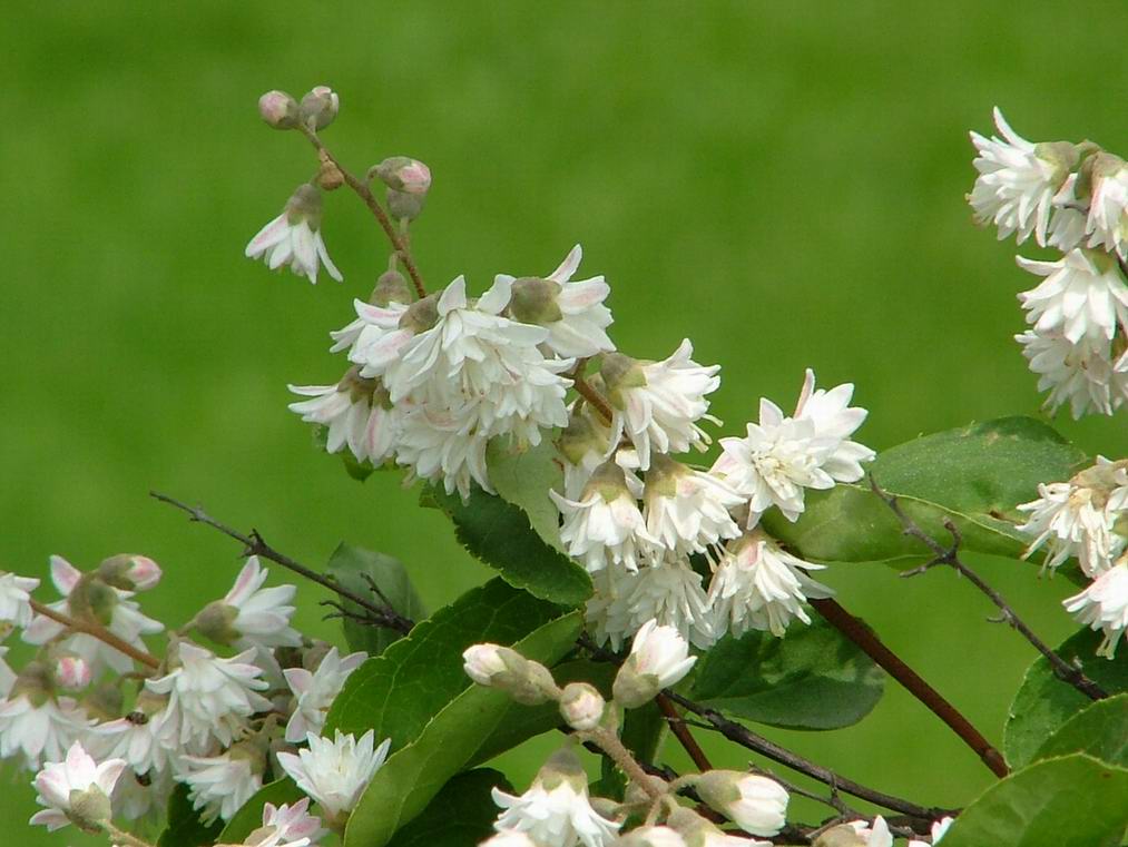 Fiore2