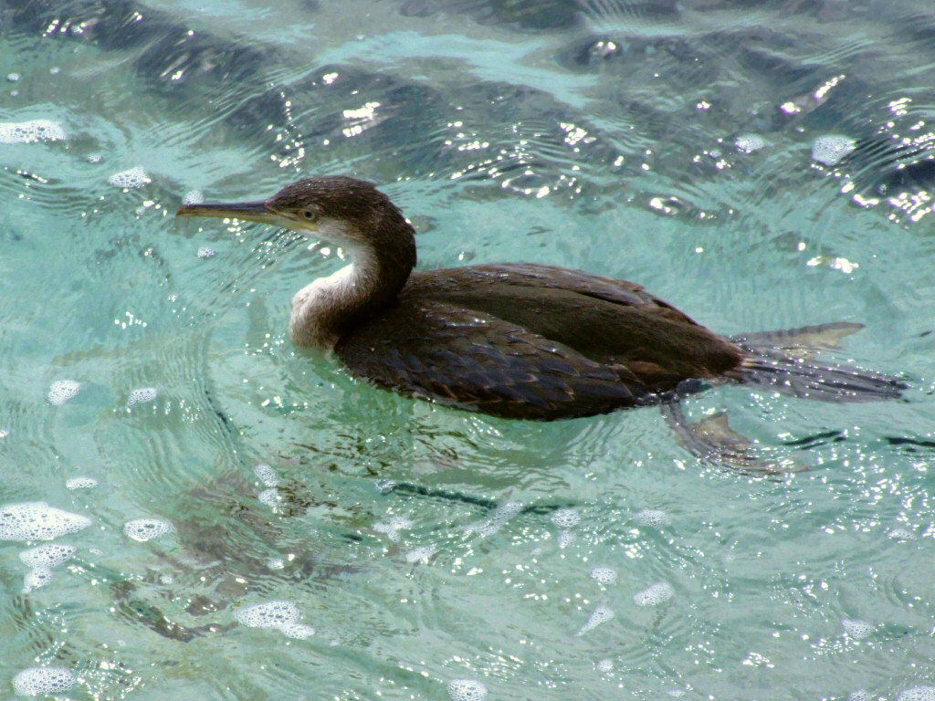 seabird