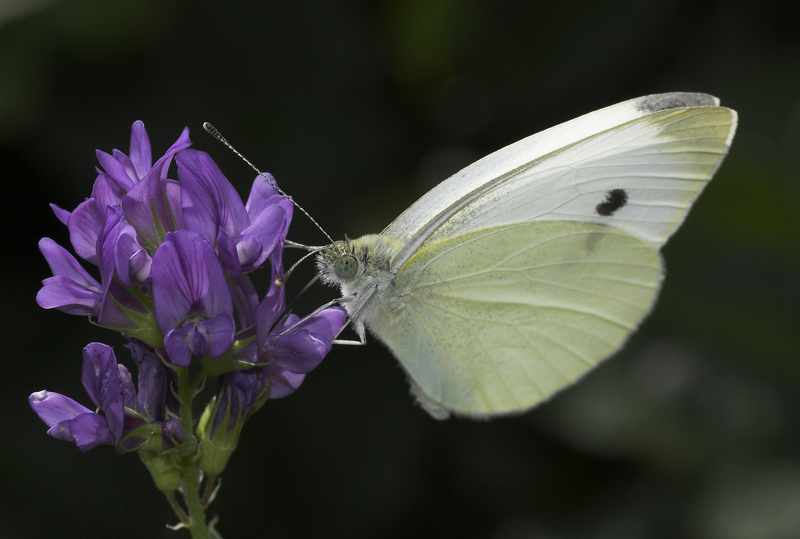 ..ancora farfalle...