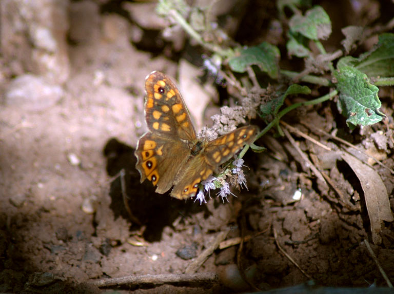 Farfalla