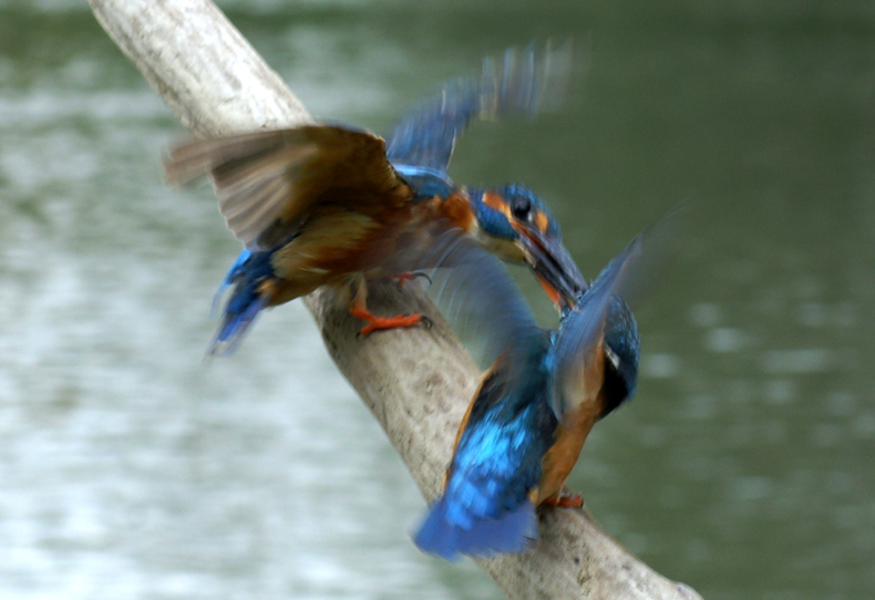 battagia x il territorio di vico