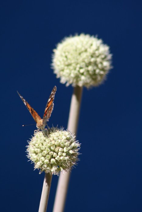 Nel blu dipiento di blu