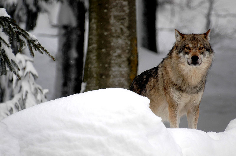Il lupo, Bayerischer Wald National Park, Germania