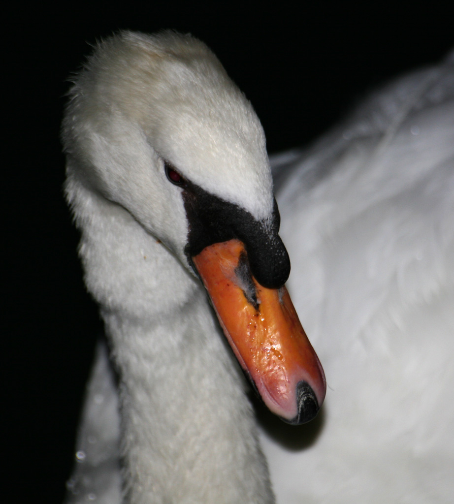 Il Brutto Anatroccolo...