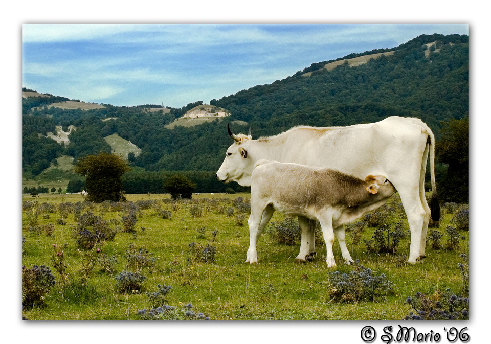 L'ora della poppata....