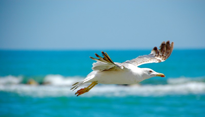 Il Gabbiano In Volo