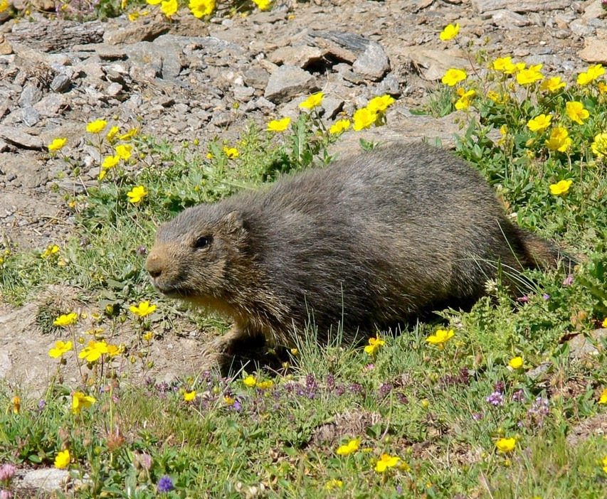 Marmotta insospettita