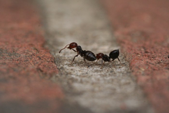 Dritto per l'unica via