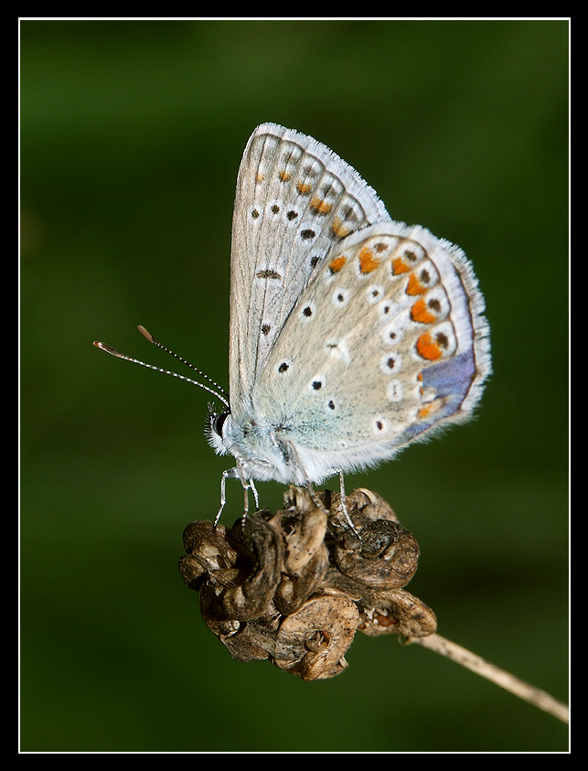Licenide su fiore secco.