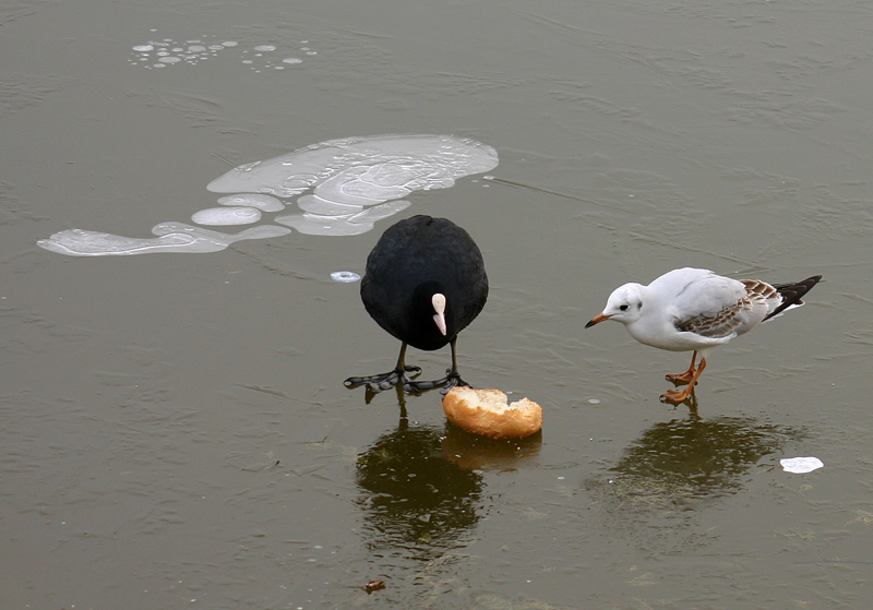 FOTO-FUMETTO COLAZIONE SUL GHIACCIO- FOTO 5