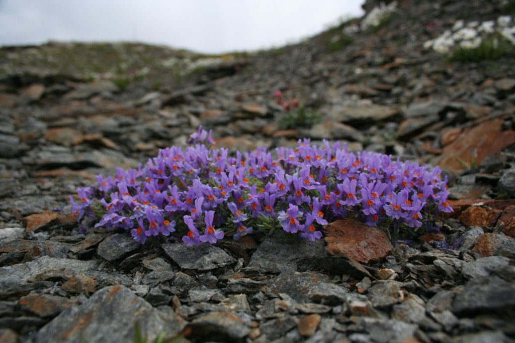 al Passo dello Stelvio